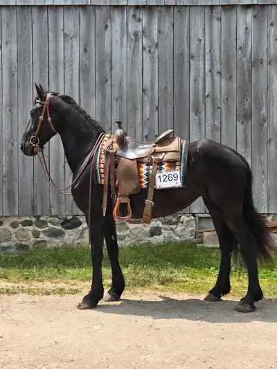 Fresian Trail Horse, View more