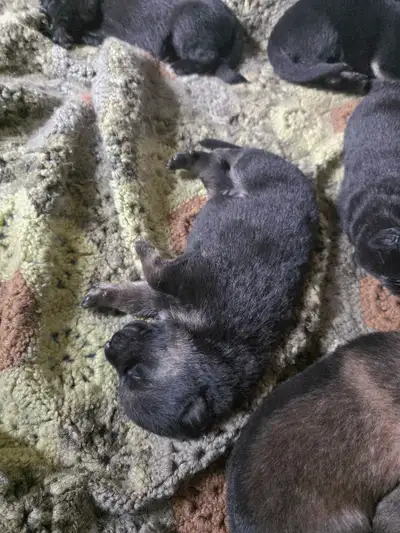  Sable German Shepherd Puppies - Loyal, Smart, Stunning , View more