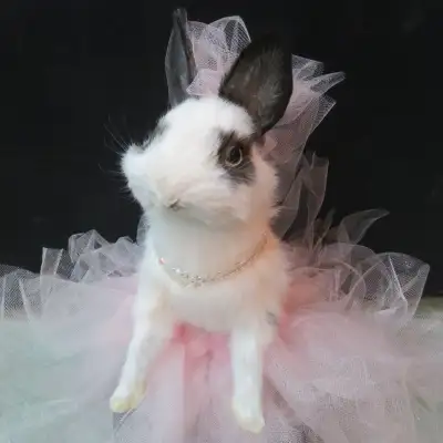 Ballerina Bunny, View more