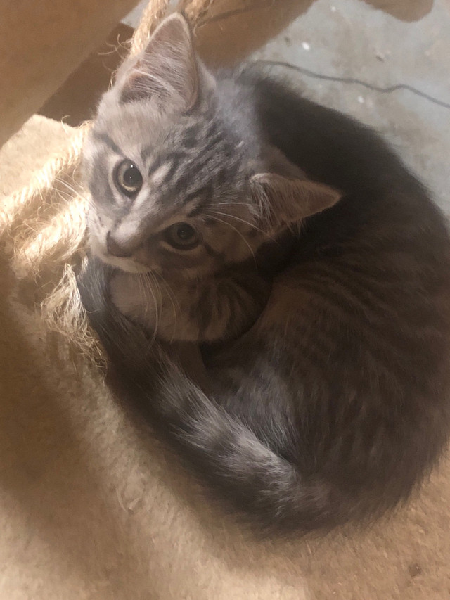 kitten ready for new home in Cats & Kittens for Rehoming in Edmonton - Image 2