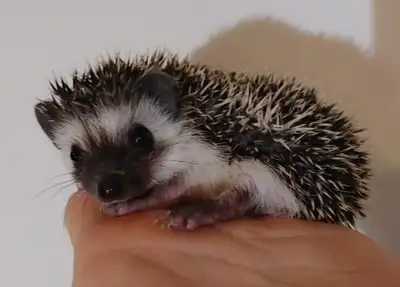 ♥Brennan! Baby boy Dark masked Pinto hedgehog. Delivery habitats, View more