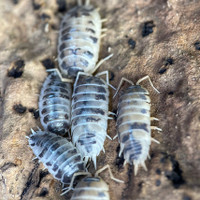 Dairy Cow (Porcellio laevis) isopods. $1.00 per isopod.