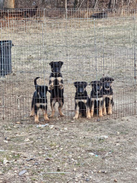 German shepherd Puppies