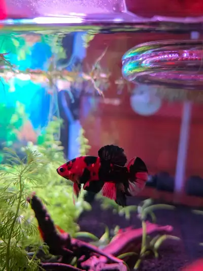 3-Month-Old Koi Betta Fish for Sale Healthy and active juvenile Koi Plakat Bettas, around 3 months o...