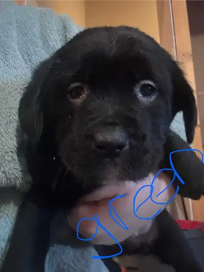 coonhound cane Corso st bernard, View more