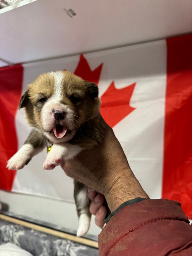 Pembroke Welsh Corgi in Dogs & Puppies for Rehoming in City of Toronto - Image 3