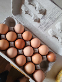 Brown Eggs 4 Sale