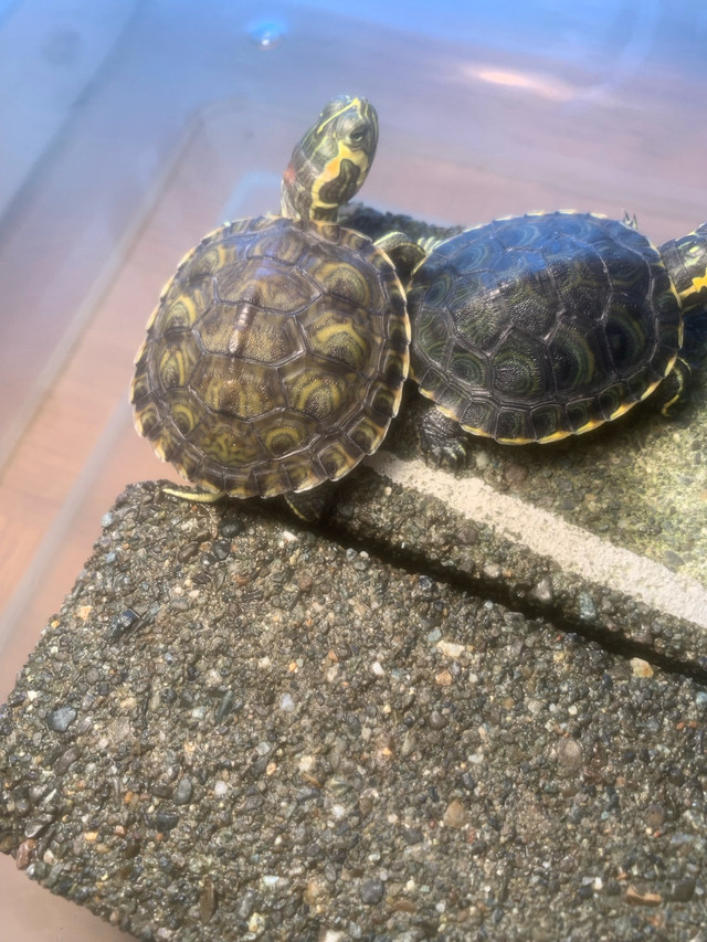 Yellow belly turtles   in Reptiles & Amphibians for Rehoming in North Shore - Image 4