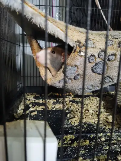 rat et cage, View more
