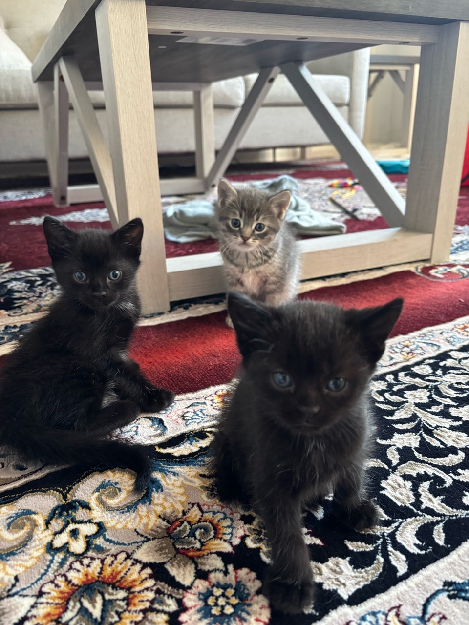 kitten for rehoming | Cats & Kittens for Rehoming | Winnipeg | Free ...