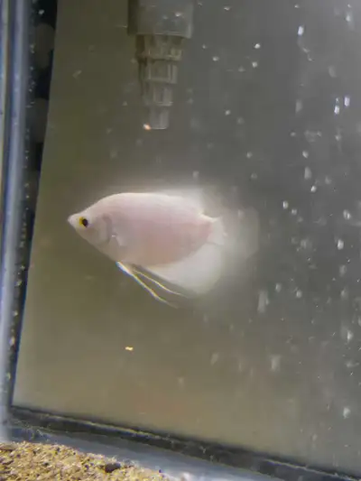 Albino giant gourami , View more