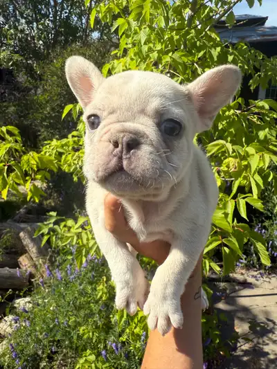 FRENCH BULLDOGS CKC REGISTERED, View more