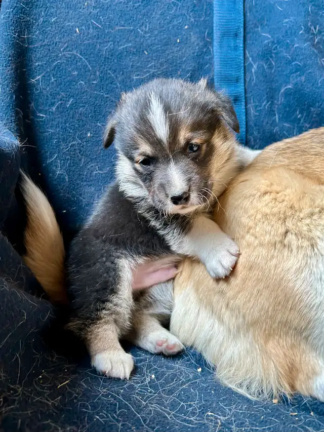 Chiot CORGI à adopter in Dogs & Puppies for Rehoming in West Island - Image 11