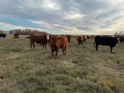 Fancy fleckvieh and fleckvieh/angus cross bred heifers. Strong group of bred heifers. Preg checked b...