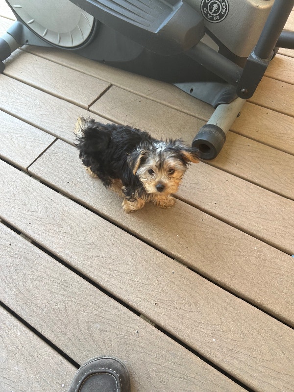 Yorkie puppy’s for sale Dogs & Puppies for Rehoming Edmonton Kijiji