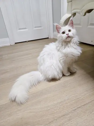 White Female Maine Coon - Older Kitten, View more