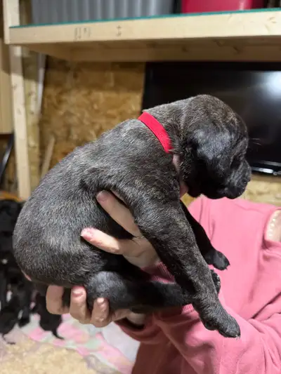 Cane Corso Puppies, View more