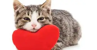 ❤️Expert pet sitter cat boarding cat sitter small pet boarding!, View more