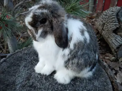 Bébés lapins nains béliers hollandais * baby Holland lop bunnies, View more
