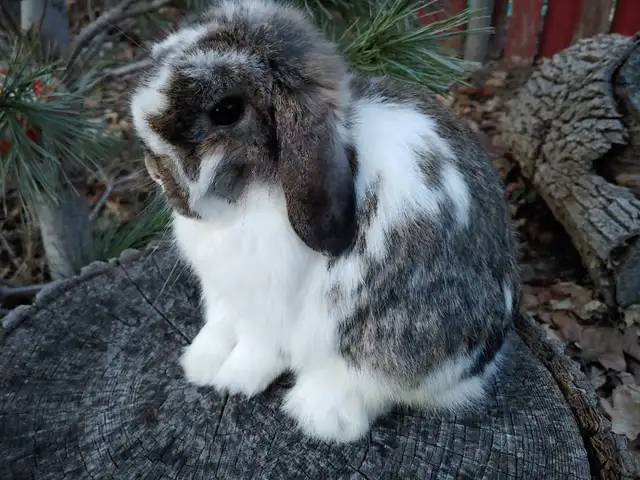 Bébés lapins nains béliers hollandais * baby Holland lop bunnies in Small Animals for Rehoming in City of Montréal - Image 2