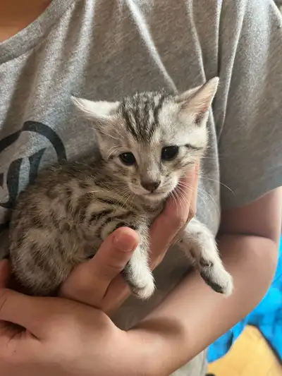4 beautiful purebred bengal kittens for sale in Coquitlam BC. Available Now!. Visit @bc.lionking.ban...