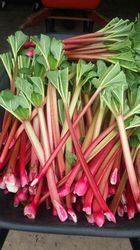CANADA RED RHUBARB & ASPARAGUS in Animal & Pet Services in Leamington