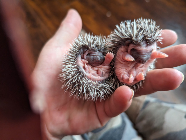 African pygmy hedgehogs, 3 hoglets for sale. in Livestock in Timmins - Image 4