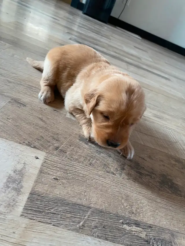 Golden retriever puppies in Dogs & Puppies for Rehoming in Winnipeg - Image 7