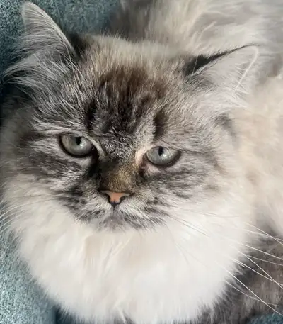 Himalayan cats(1 females&1 male) for sale, View more