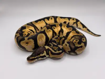Calico pastel het clown male Eating f/t rats weekly Local pickup Cambridge 2522