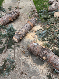 Free firewood (spruce)