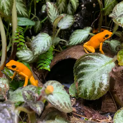 orange black foot dart frogs, View more