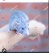 ✨LF: YOUNG FEMALE DWARF/STANDARD DUMBO RAT - BLUE OR CHAMPAGN ✨ 