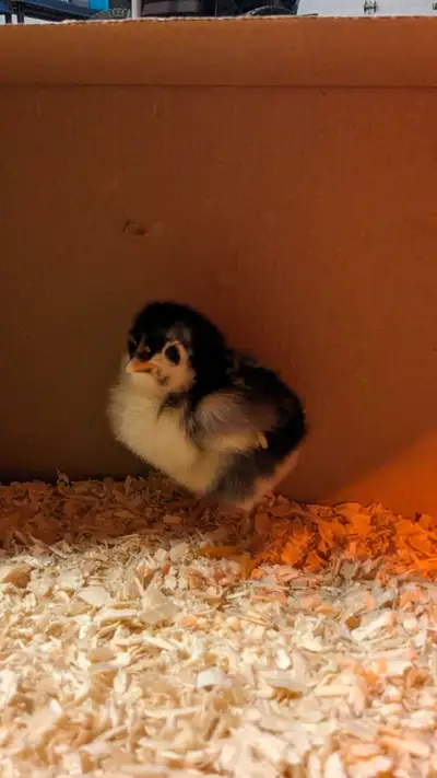 Black Copper Maran Chicks, View more