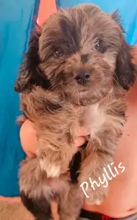 TOY AUSSIDOODLE PUPPIES