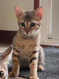 Adorable  femelle Savannah F4SBT Trois-Rivières Mauricie Preview