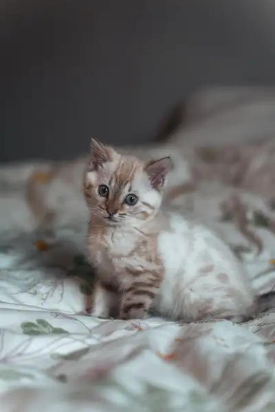 Chaton Bengal Snow femelle - vermifugée et vacinnée, View more