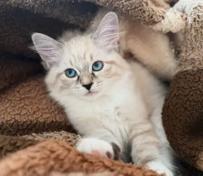Chaton sibérien femelle prête à partir! , View more