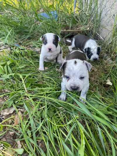 Boston Terrier cross puppies, View more