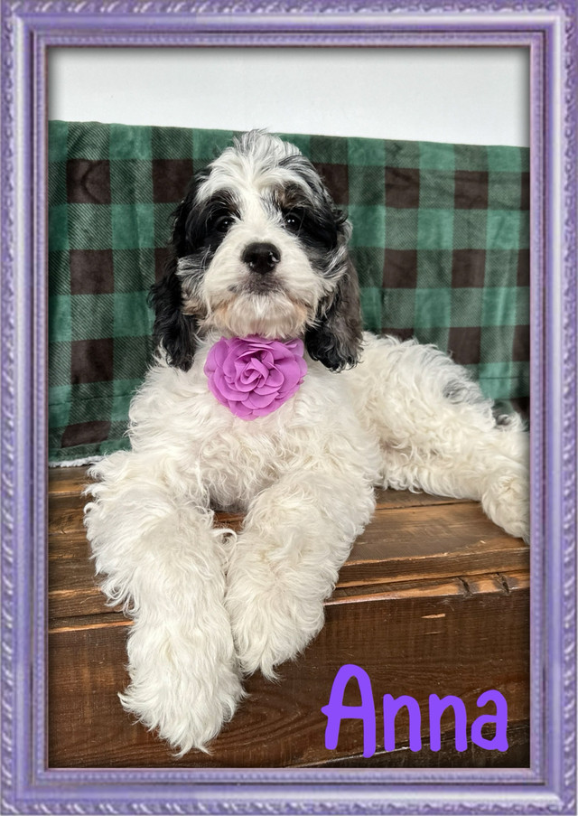 Magnifiques chiots  Cockapoo dans Chiens et chiots à adopter  à Lanaudière
