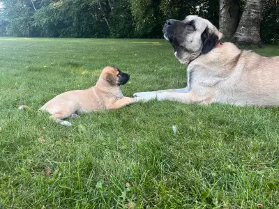 Kangal Puppies, View more