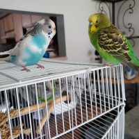 2 Female Budgies + Cage and Acessories 