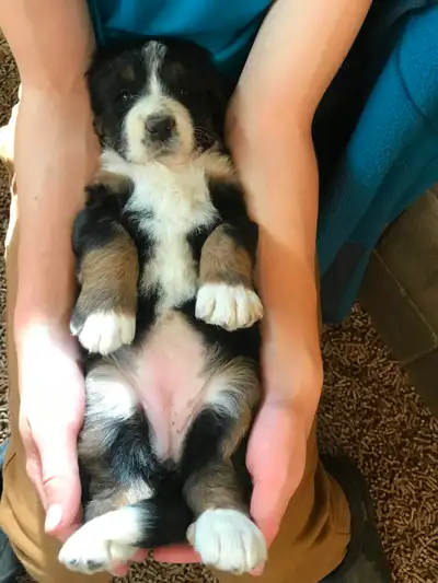 F1  tri colour hypoallergenic Bernedoodle, View more