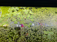 Floating aquarium and pond plants