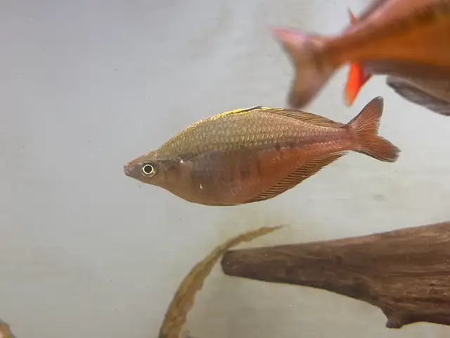 Rainbowfish in Fish for Rehoming in Brantford - Image 3