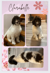 4 Parti Double Doodle Puppies Available!!!