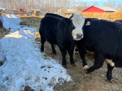 Black Hereford yearling bulls, View more