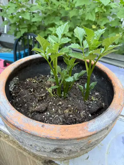 A healthy, robust red dahlia seedling, View more