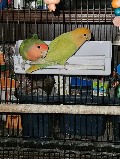 Baby Lovebird Pair, View more