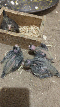 Cockatiel babies